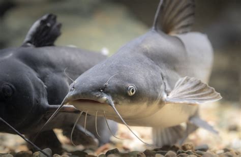 Blue Catfish (Ictalurus furcatus) .
